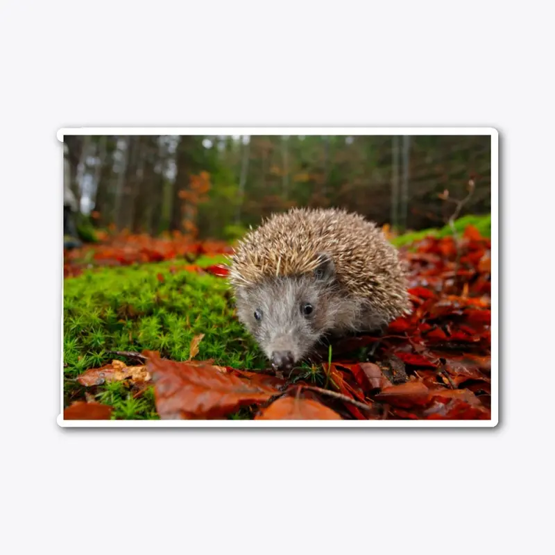 hedgehog