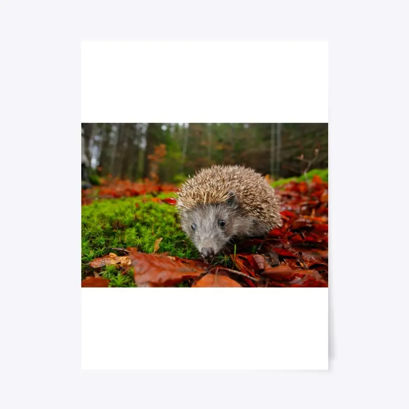 hedgehog