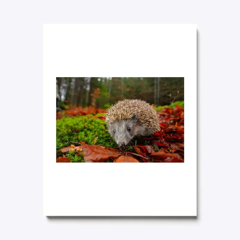 hedgehog