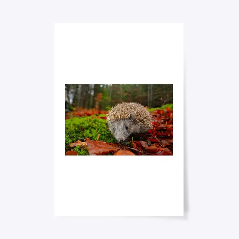 hedgehog