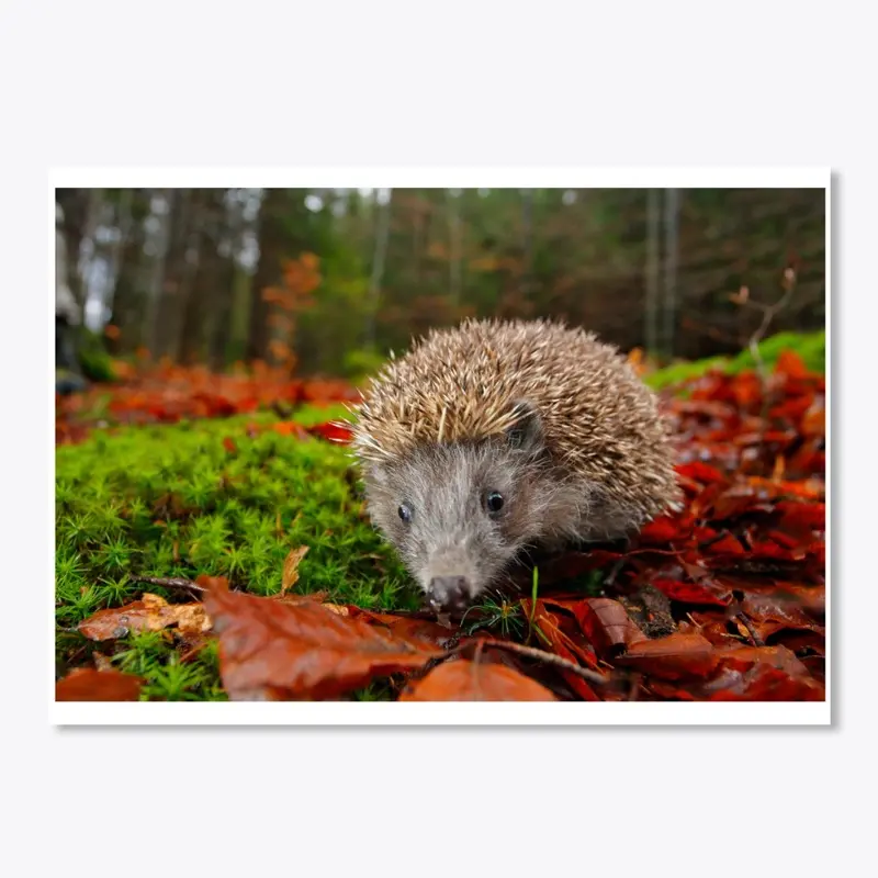 hedgehog