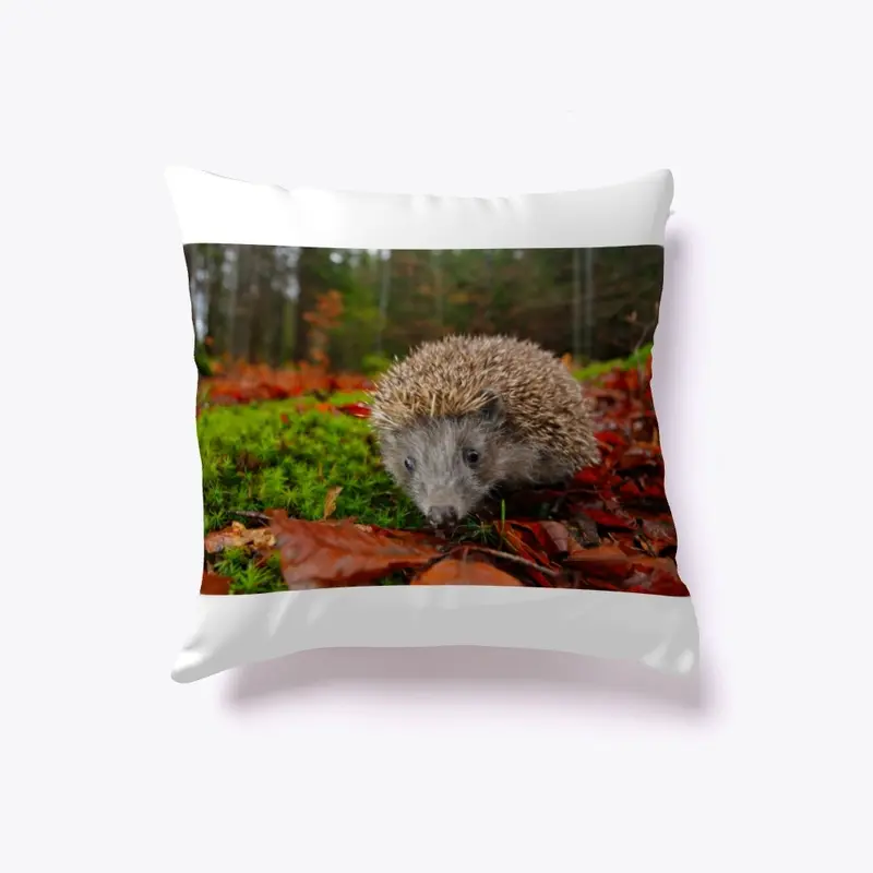 hedgehog